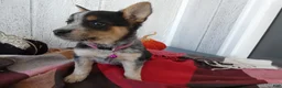 Australian Cattle Dog dogs for sale: Australian Cattle Dog 7 Lynette - Ad 5
