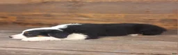 Australian Shepherd dogs for sale: Daniel - Ad 9