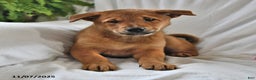 Mixed Breed dogs for sale: Tootsie - Ad 11