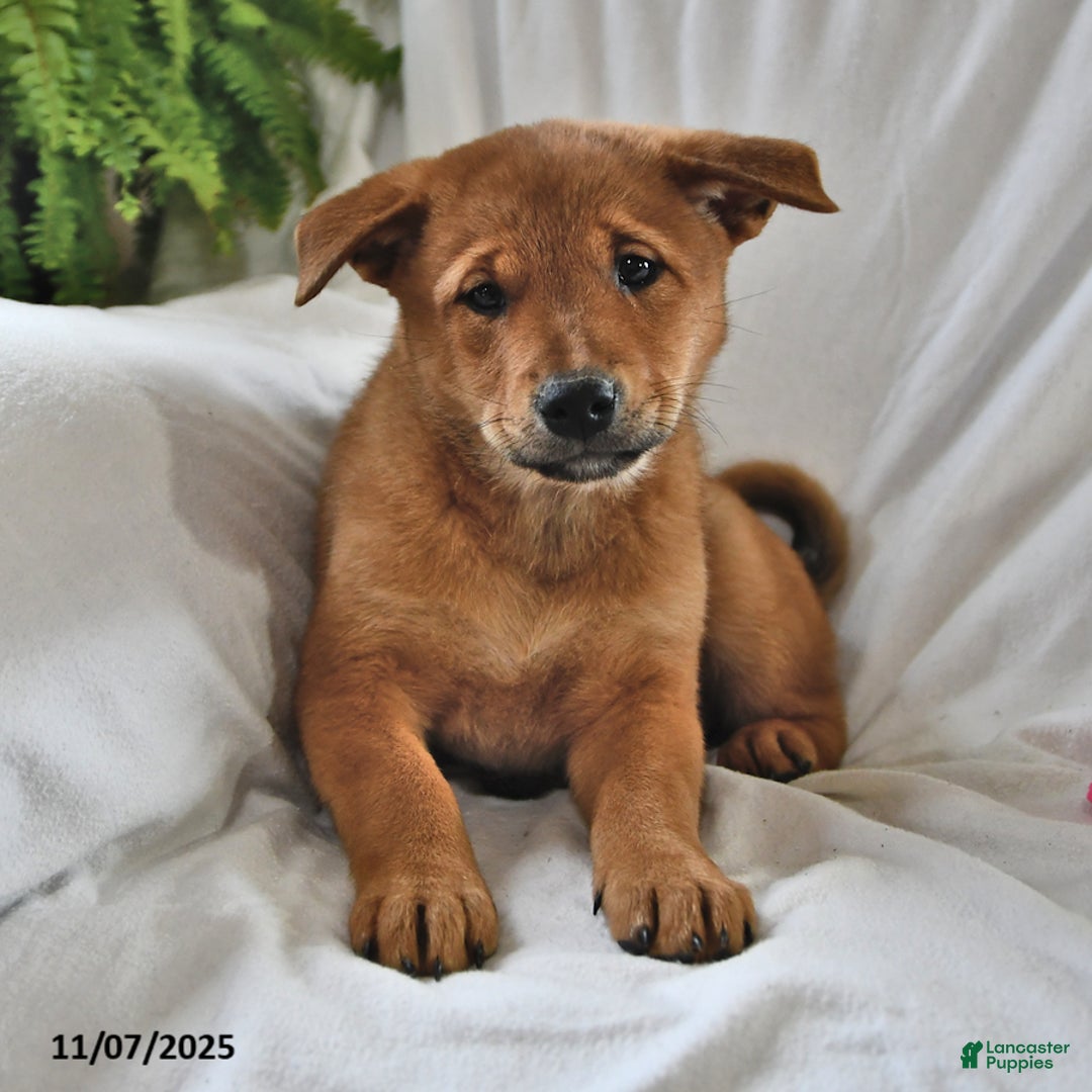 Mixed Breed dogs for sale: Tootsie - Ad 11