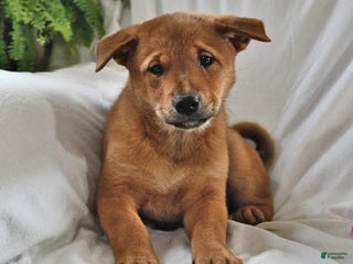 Mixed Breed dogs - Ad 21