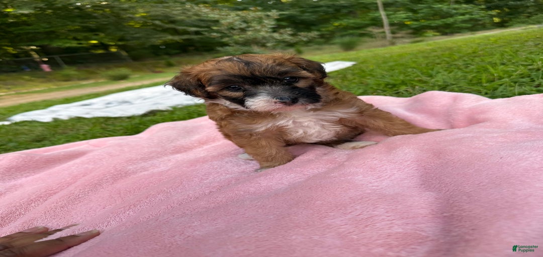 Gallery Image {{count}}