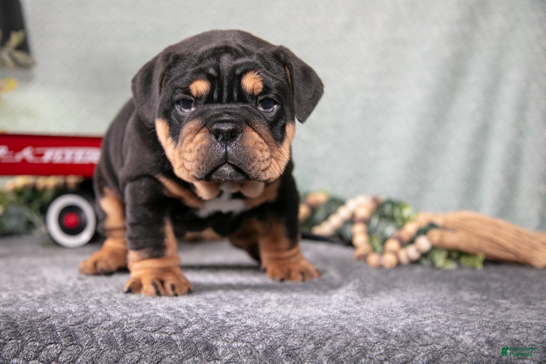 Mixed Breed dogs for sale: Sam - Ad 3