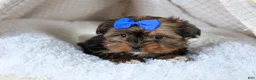 Shorkie dogs for sale: JACKSON - Ad 8