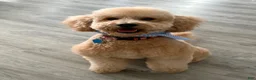 Mini Goldendoodle dogs for sale: Mini Goldendoodle 1 - Ad 4