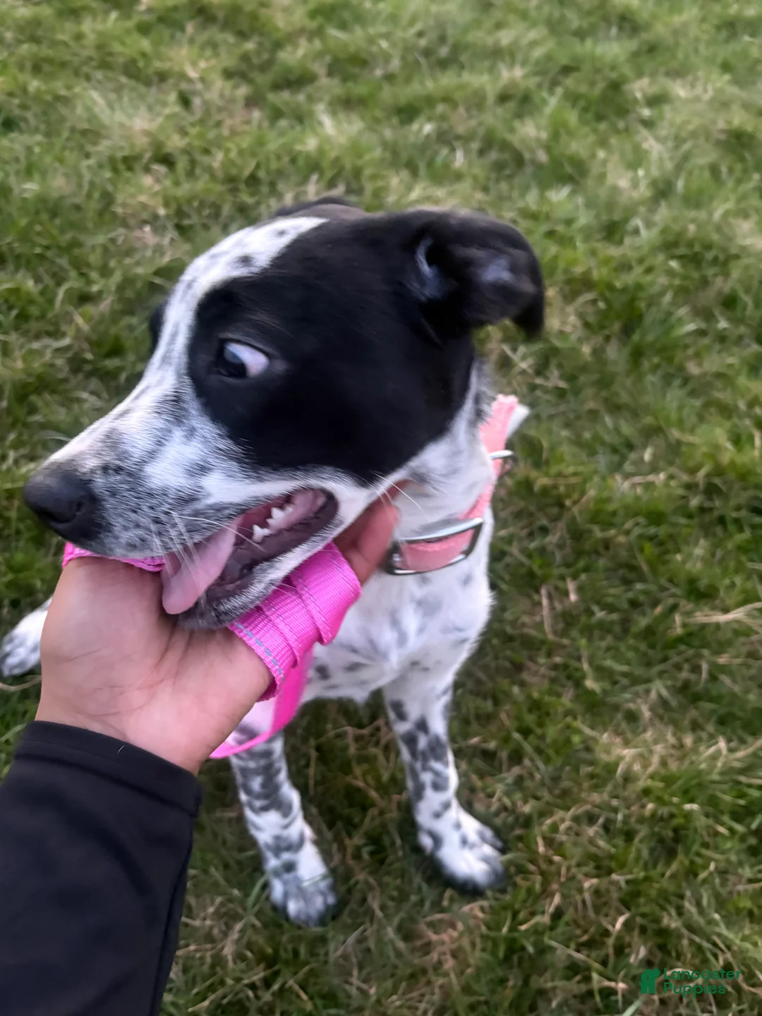 Dalmatian dogs for sale: Cloiie - Ad 2