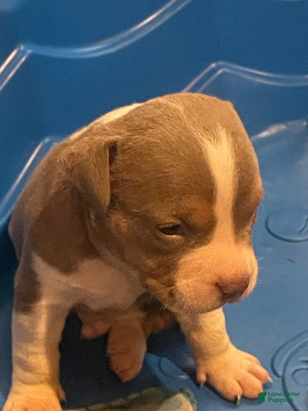 American Bully dogs for sale: Merl - Ad 4