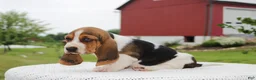 Basset Hound dogs for sale: Zuma - Ad 4