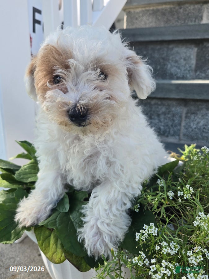 Miniature Poodle dogs Jessica - Ad 1