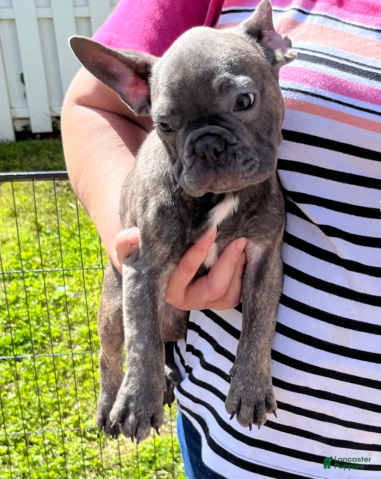 French Bulldog dogs French Bulldog Puppy 4 - Ad 7