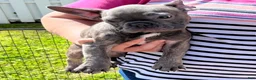 French Bulldog dogs for sale: French Bulldog Puppy 4 - Ad 2