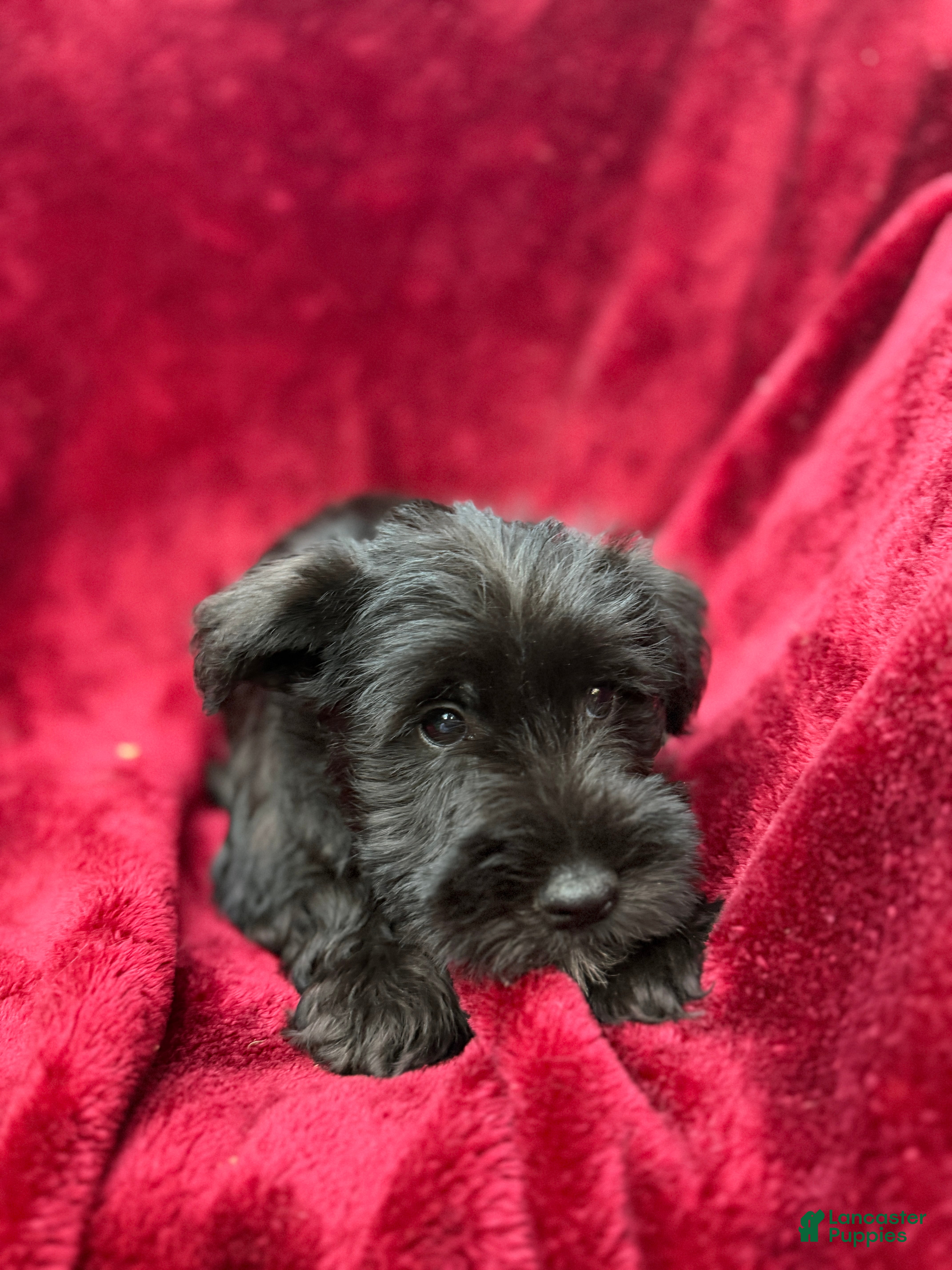 Miniature Schnauzer