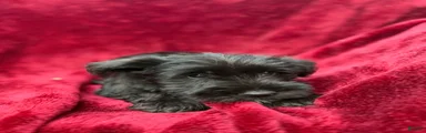 Miniature Schnauzer 1
