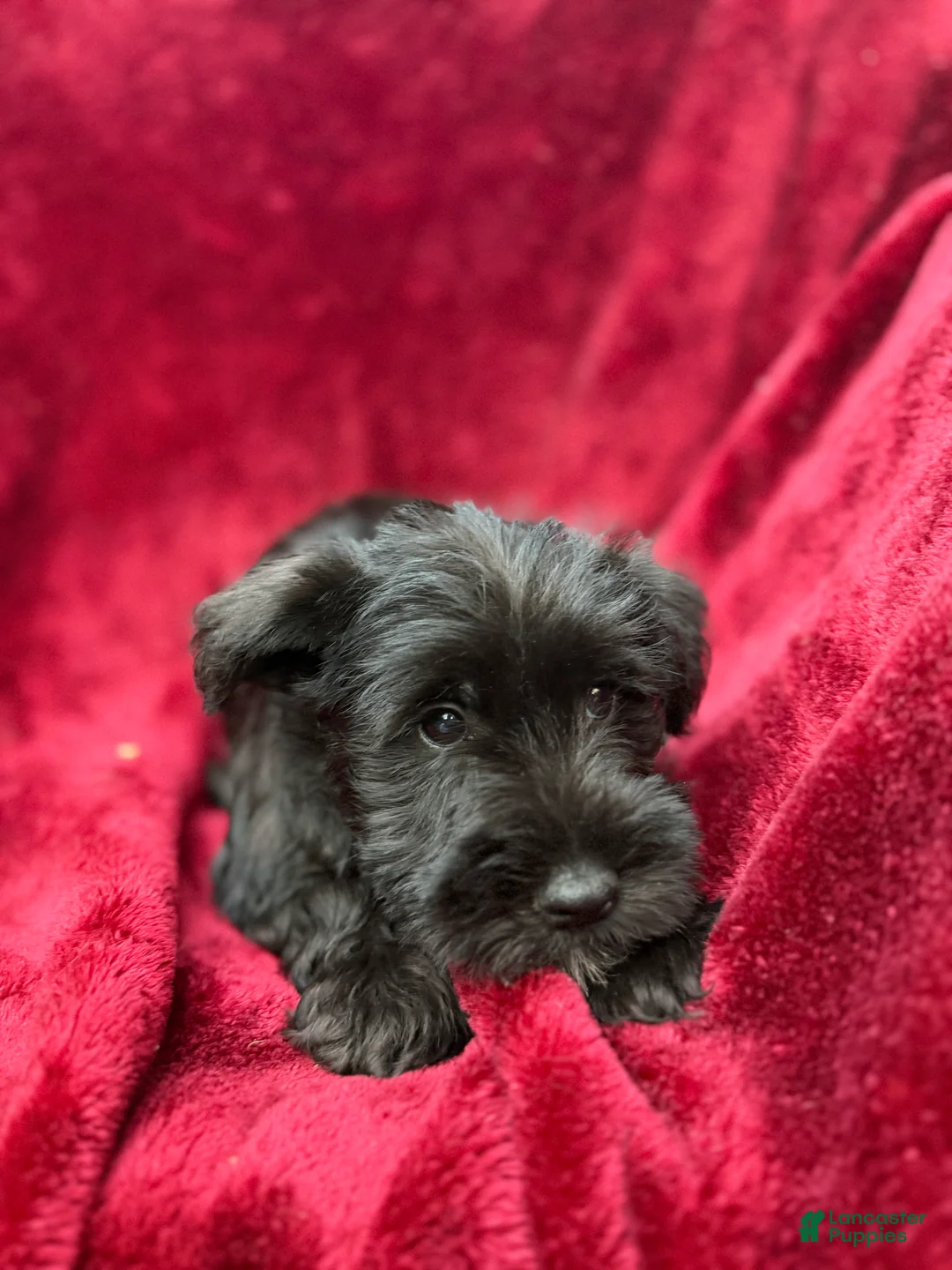 Miniature Schnauzer dogs for sale: Miniature Schnauzer 1 - Ad 1