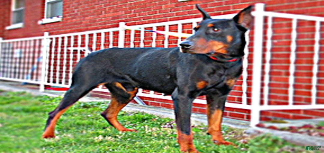 Gallery Image {{count}}