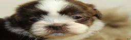 Shih Tzu dogs for sale: Nano - Ad 1
