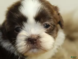 Shih Tzu dogs for sale: Nano - Ad 4