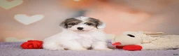 Maltipoo dogs for sale: Dusty - Ad 12