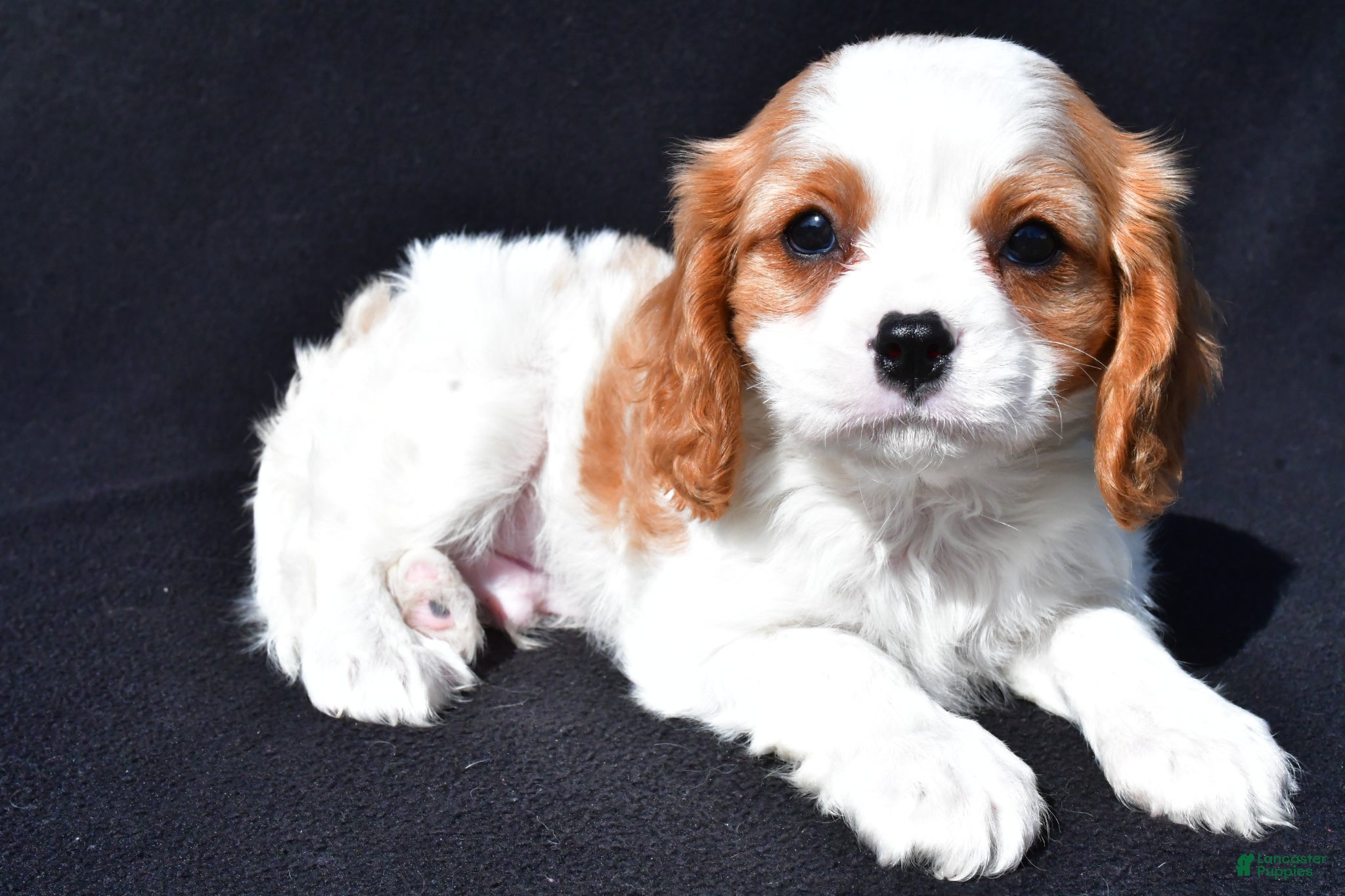 Cavalier King Charles Spaniel dogs Joey - Ad 2
