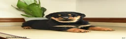 Rottweiler dogs for sale: Darla - Ad 2