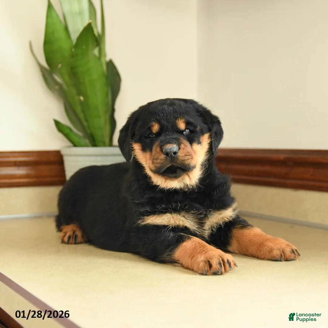 Rottweiler dogs for sale: Darla - Ad 2