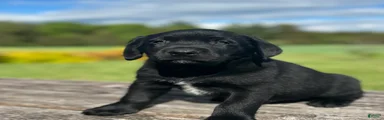 Tucker 