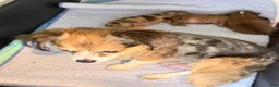Chihuahua dogs for sale: Chihuahua 2 - Ad 8