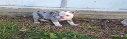 Olde English Bulldogge dogs for sale: Sprite - Ad 7