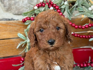 Mini Goldendoodle dogs Ivy - Ad 40