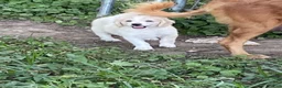Goldendoodle dogs for sale: Goldendoodle 3 - Ad 6