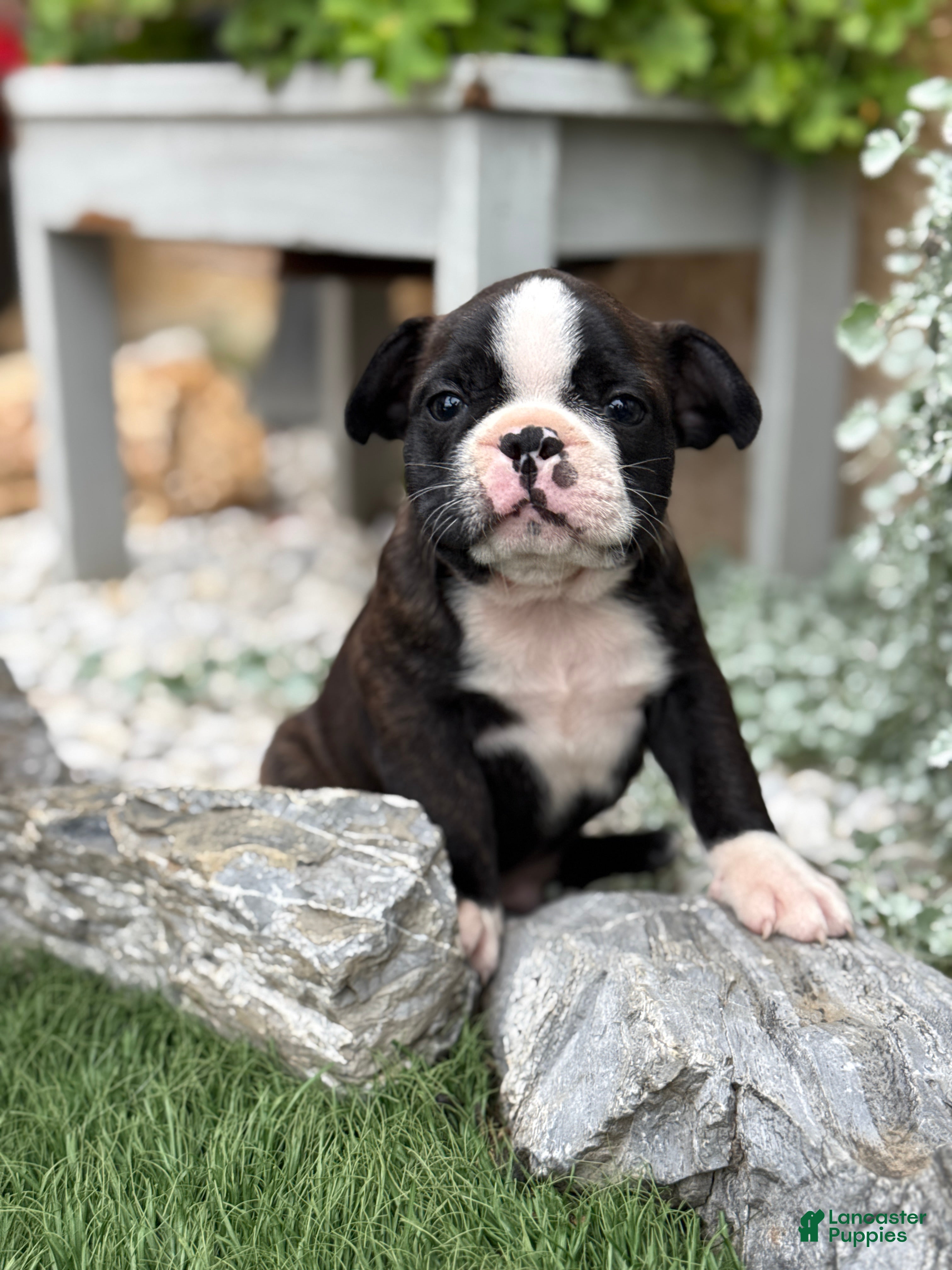 Boston Terrier dogs Keeth - Ad 1