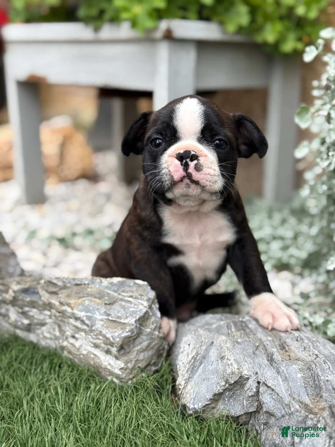 Boston Terrier dogs for sale: Keeth - Ad 1