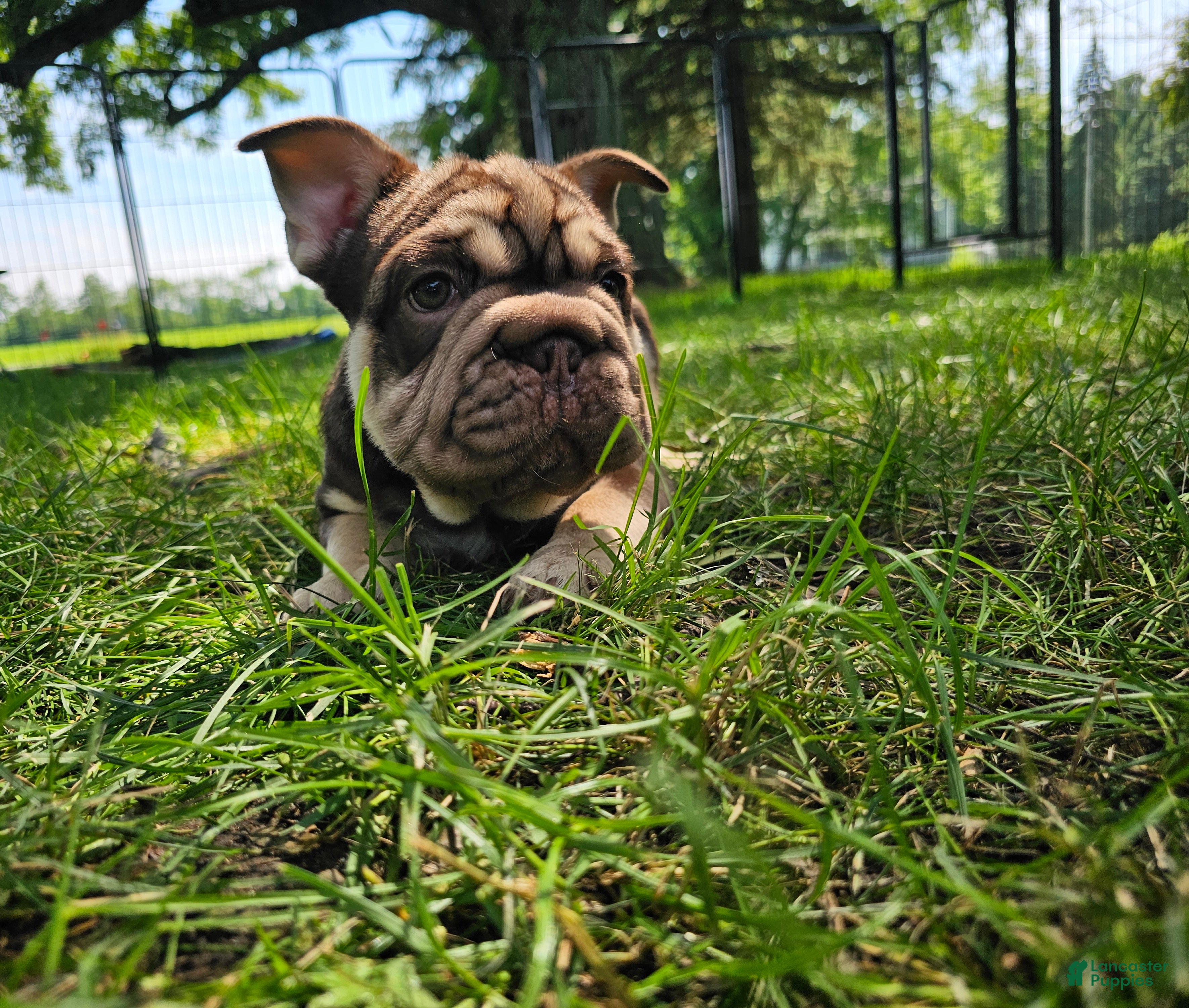 French Bulldog dogs Bluey - Ad 2
