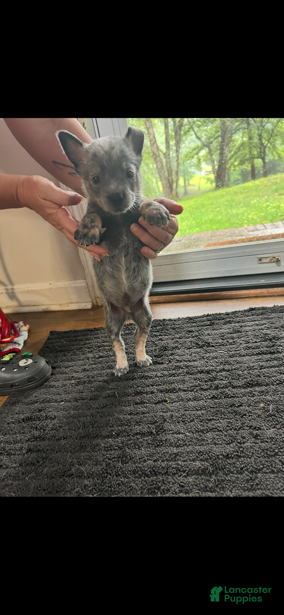 Australian Cattle Dog dogs Australian Cattle Dog 2 - Ad 30