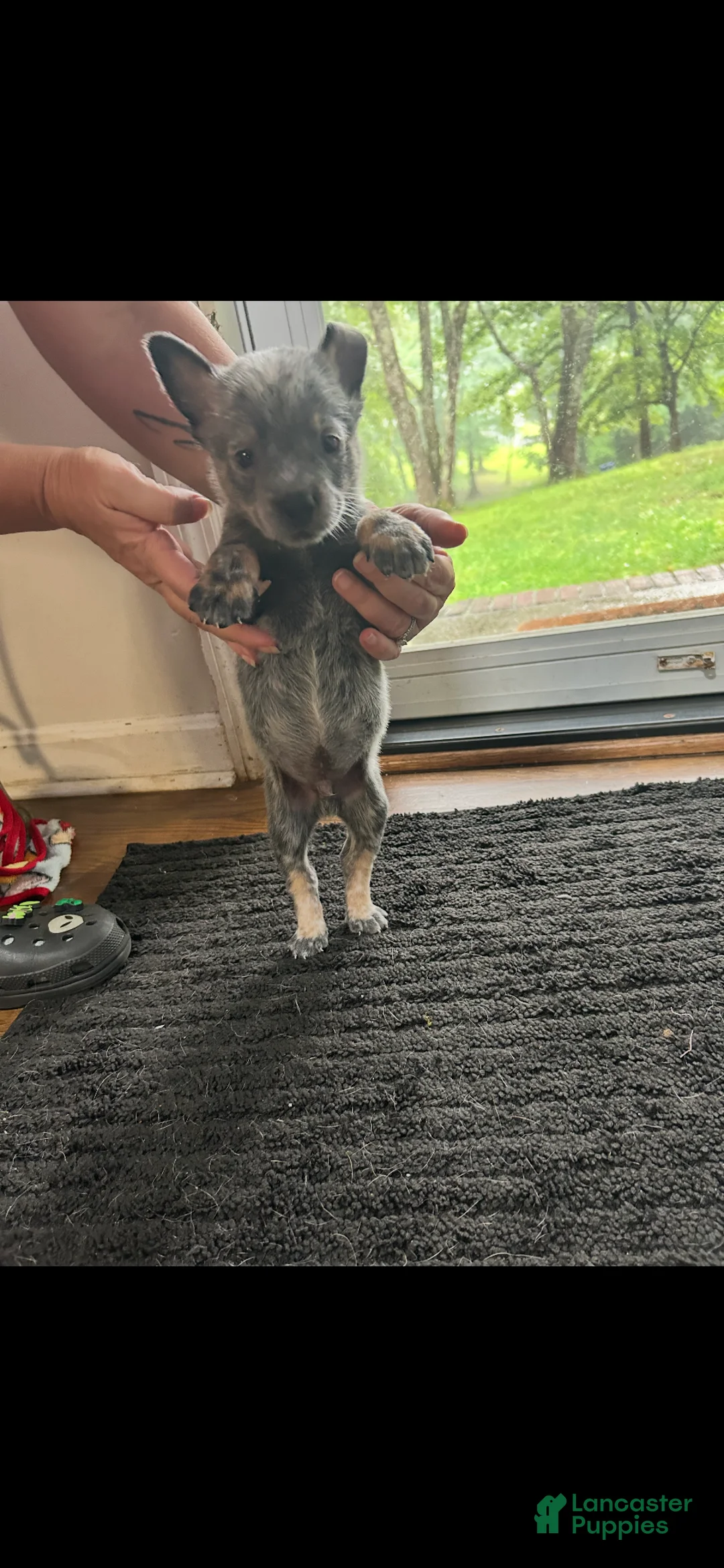 Australian Cattle Dog dogs for sale: Australian Cattle Dog 2 - Ad 1