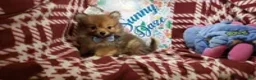 Pomeranian dogs for sale: Leo the Lion (Wolf Sable) - Ad 1