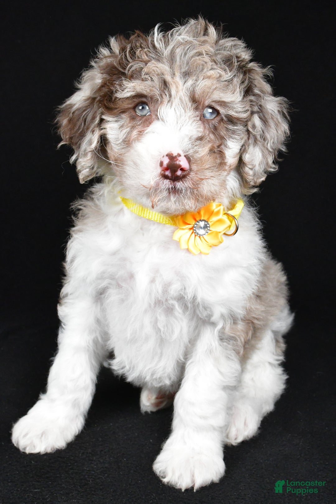 Sheepadoodle dogs for sale: Candy - Ad 8