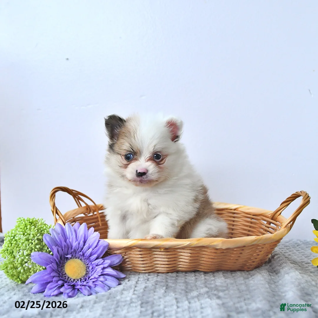 Pomeranian dogs for sale: Ruby - Ad 4