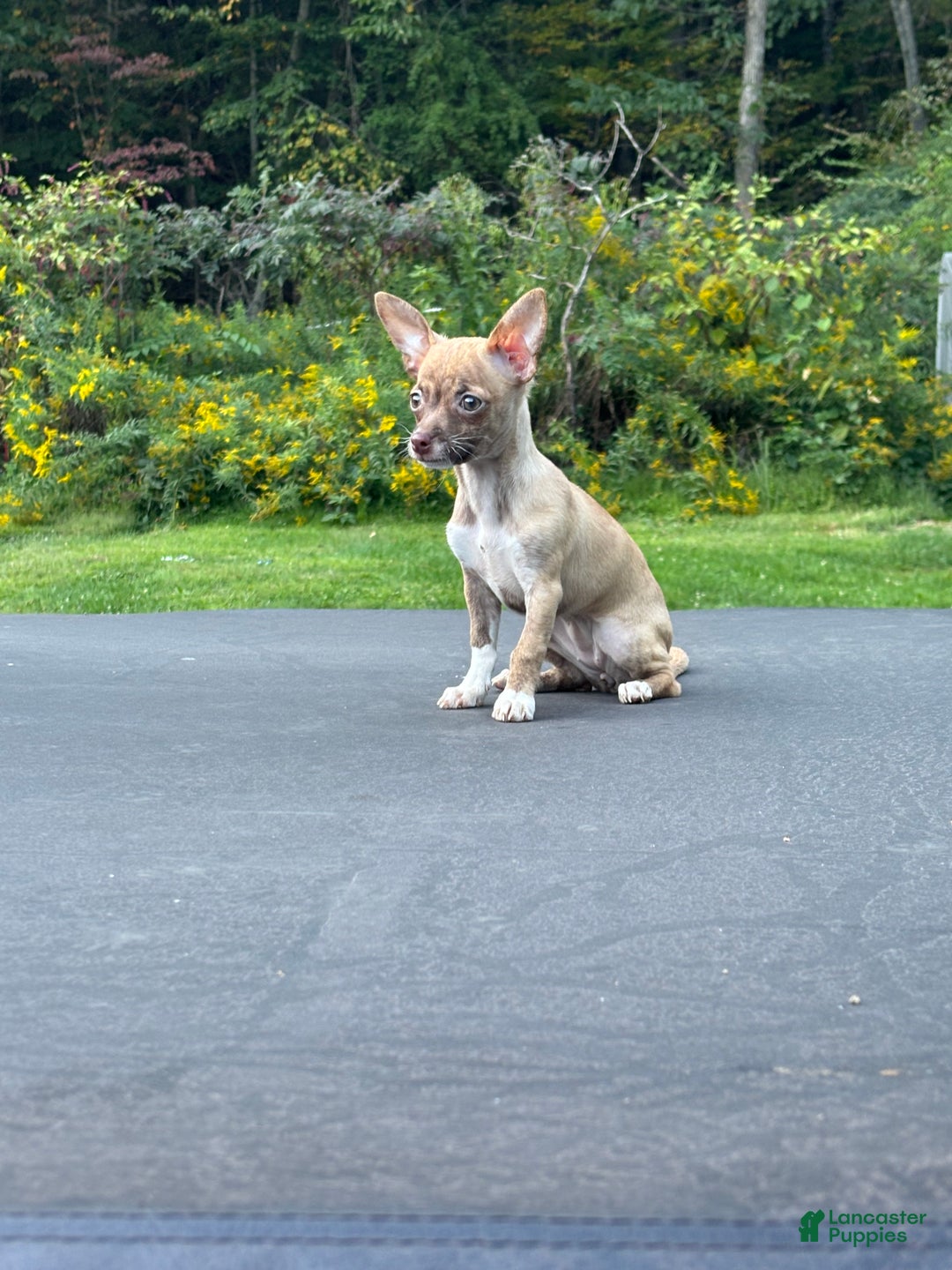 Chihuahua dogs for sale: Tara - Ad 1