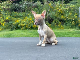 Chihuahua dogs Tara - Ad 11