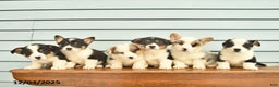 Welsh Corgi Pembroke dogs for sale: Sarge  - Ad 4
