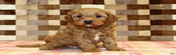 Cavapoo dogs for sale: Diego - Ad 8