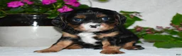 Cavalier King Charles Spaniel dogs for sale: Cavalier King Charles Spaniel 1 - Ad 4