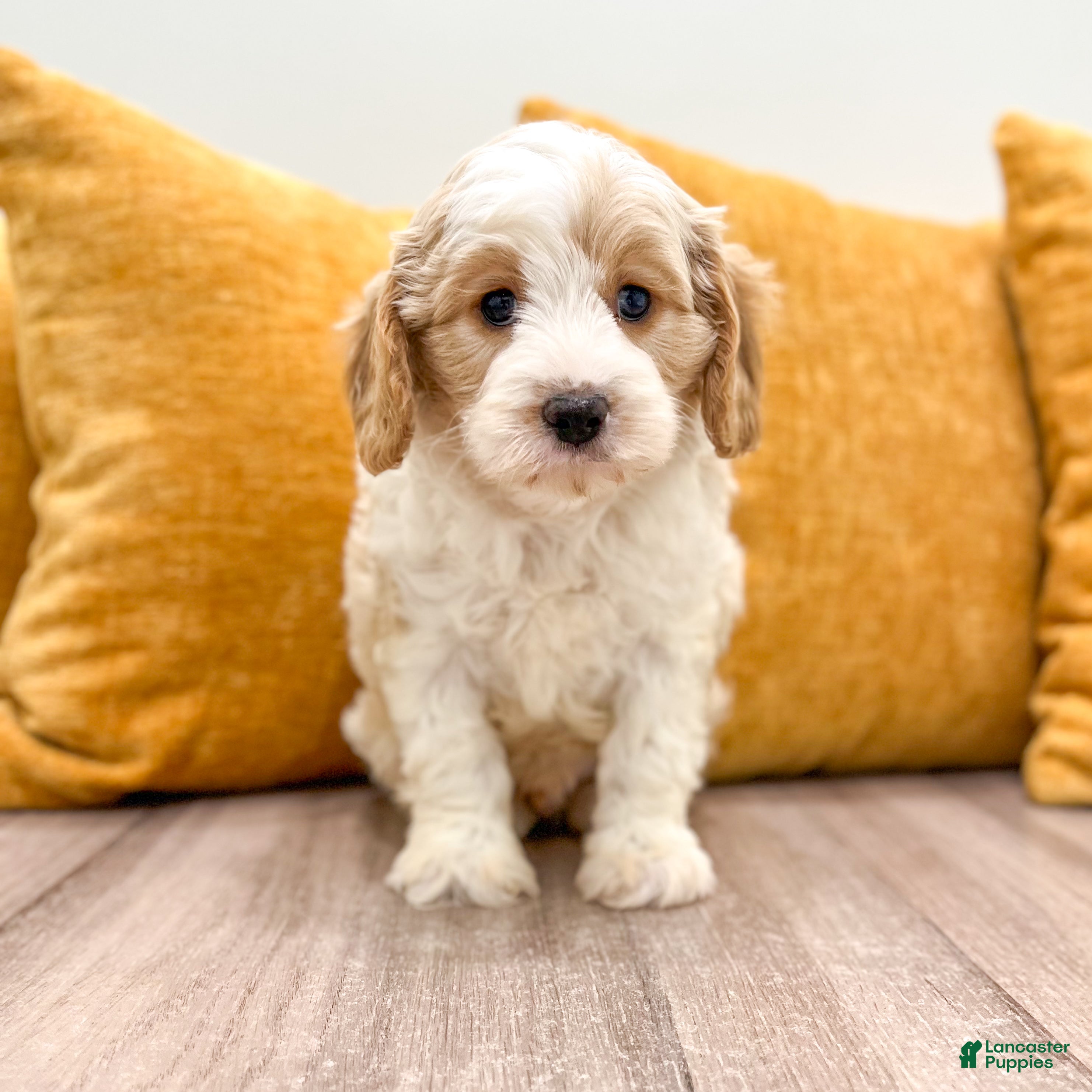 Cavapoo dogs Odie - Ad 1
