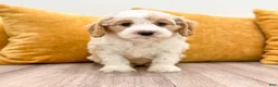 Cavapoo dogs for sale: Odie - Ad 1