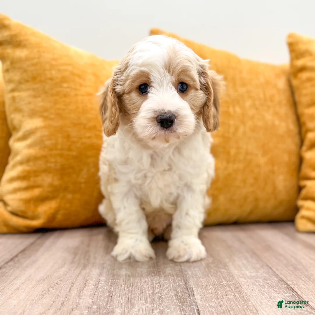 Cavapoo dogs for sale: Odie - Ad 1