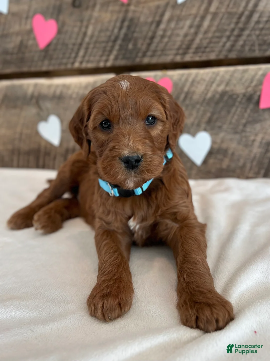 Irish Doodle dogs for sale: Ginger - Ad 2