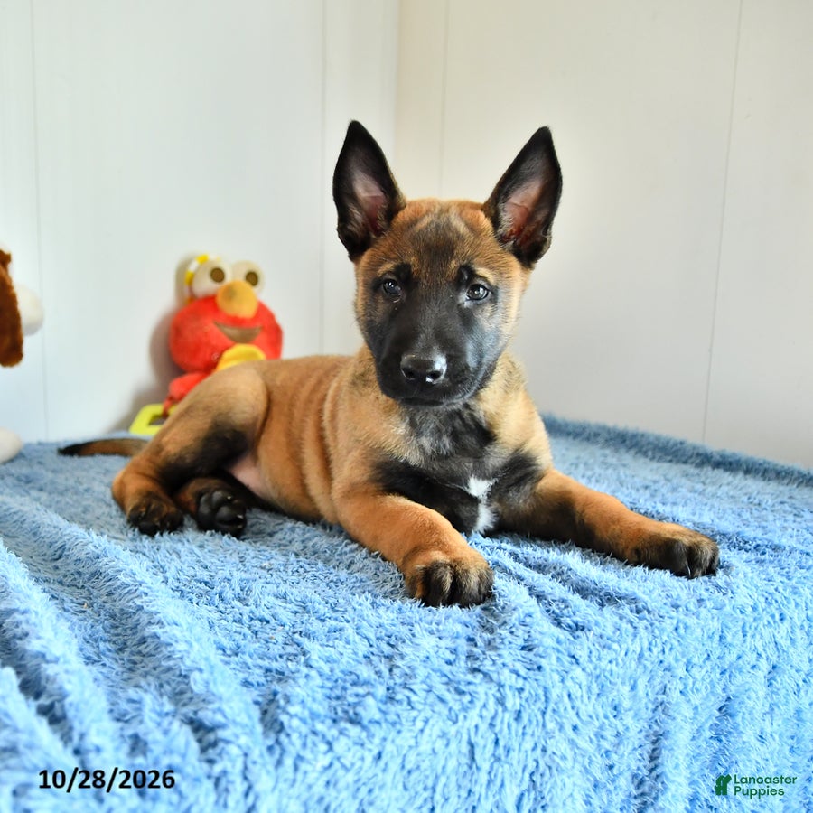 Belgian Malinois dogs for sale: Atlas - Ad 1