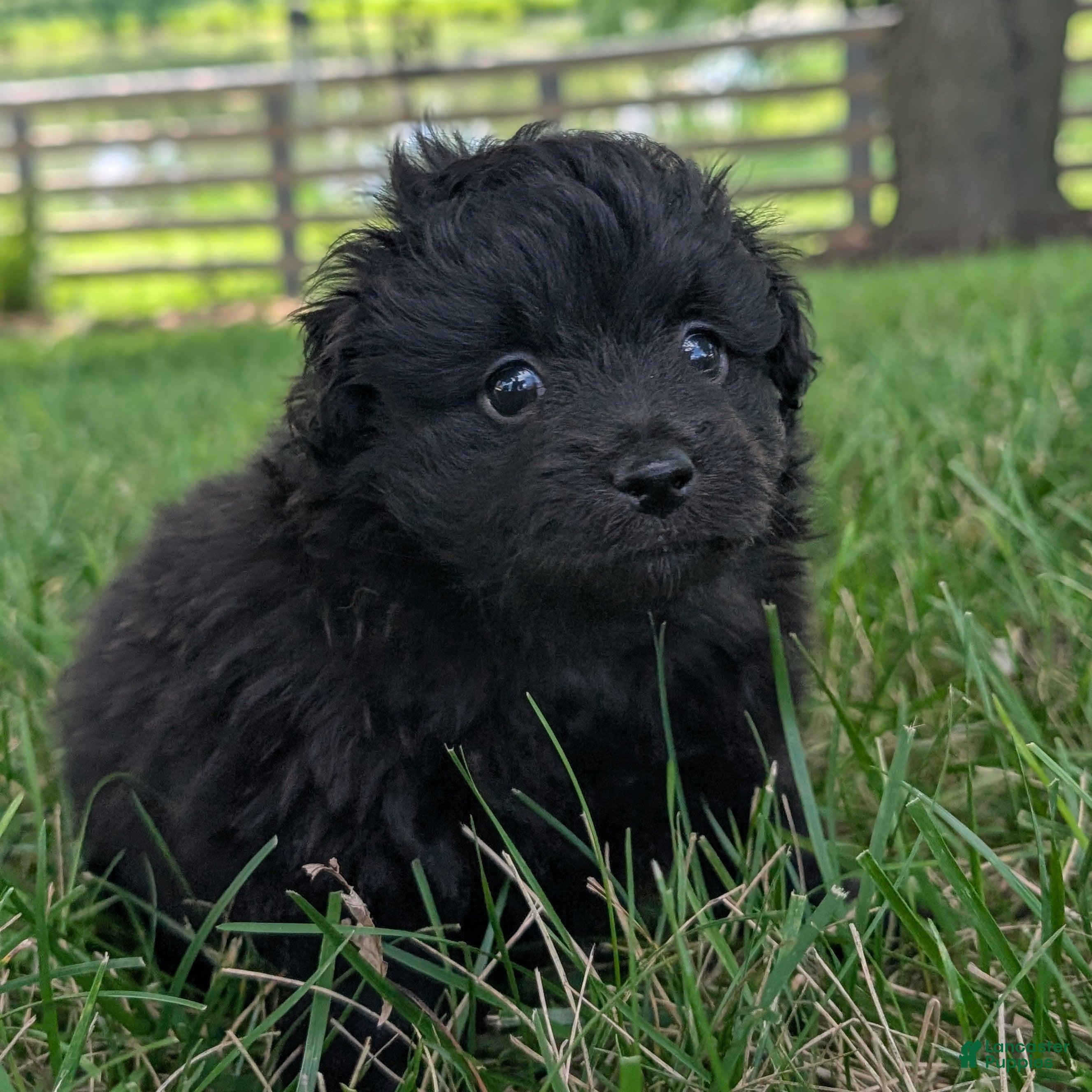 Pomapoo dogs Peppercorn - Ad 1