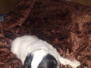 Sheepadoodle dogs Sheepadoodle Puppy 4 - Ad 1